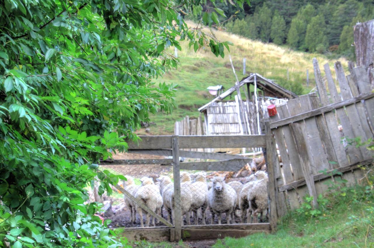 Turismo Rural Los Alpes Futaleufú Buitenkant foto